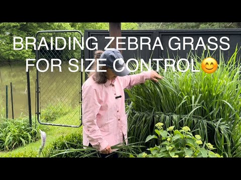 ZEBRAGRAS FLECHTEN ZUR GRÖSSENKONTROLLE🏡.