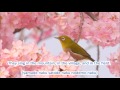 Japanese Folk Song #65:  Spring Has Come (春が来た / Haruga kita)