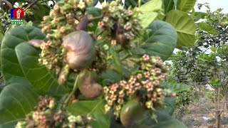 Cashewnut cultivation in Hathazari