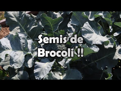 , title : 'Québec | BROCOLI | Mes MEILLEURS conseils pour bien réussir ses semis | et plus !'