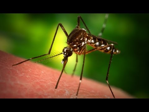 Как сделать фумигатор от комаров за 5 минут своими руками (В сети не оставлять без присмотра!!!)