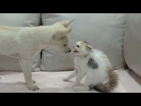 YouTube 썸네일