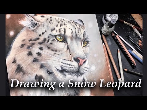 Drawing a snow leopard in colour pencil