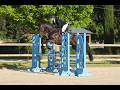 Gelding Selle Français For sale 2021 Dark Bay
