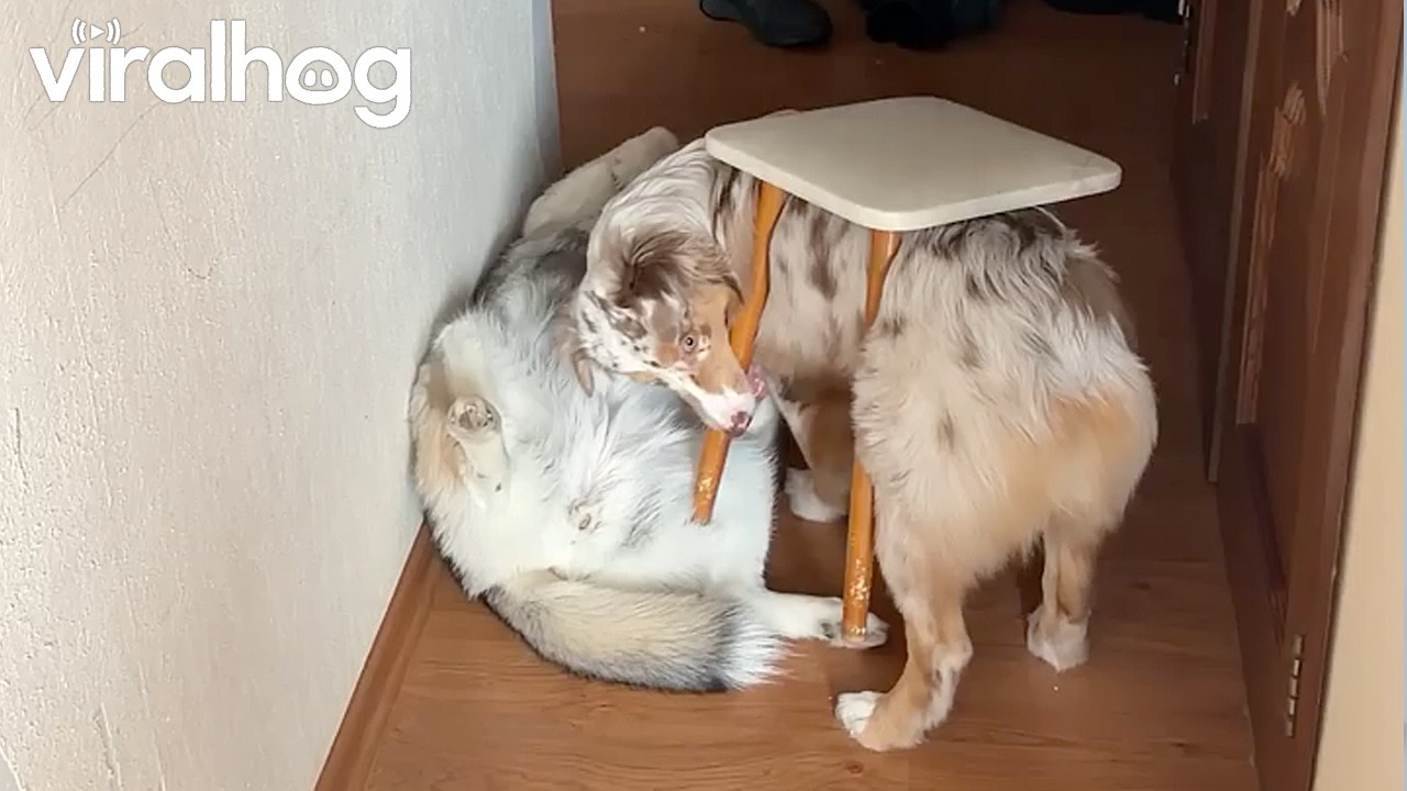 Dog Gets Stuck In Chair || ViralHog