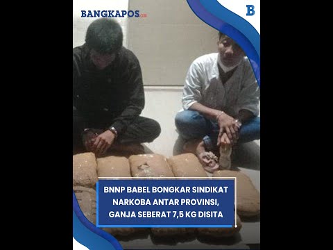 BNNP Babel Bongkar Sindikat Narkoba Antar Provinsi, Ganja Seberat 7,5 Kg Disita