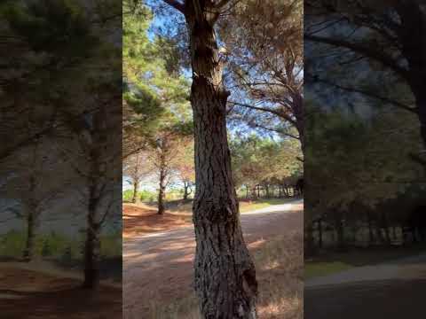 VENTA HERMOSO LOTE EN LA LUCILA DEL MAR ZONA EL PINAR 810 M2