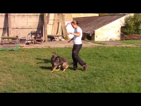 Orry z Jukasu - obedience - 7,5 months