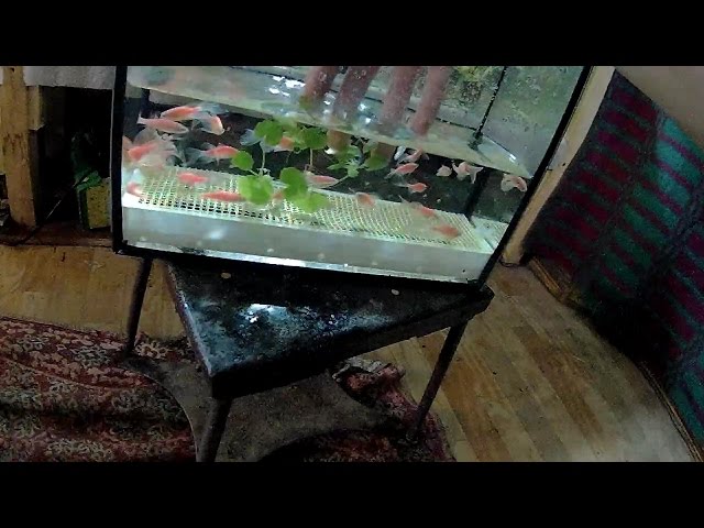 Аквариумные Рыбки Данио Содержание И Уход