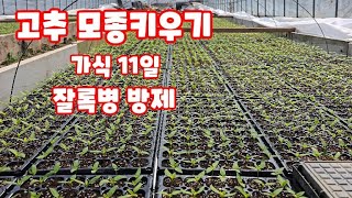 고추 모종키우기 괴산청결고추 괴산고추 가식 11일 자연특별시괴산 자연울림 잘록병 약 방제