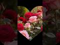 #flowers 🌺🌺#garden🌺 #rose ❤️#youtubeshorts❤️ #music🎶❤️ #shortsfeed ❤️