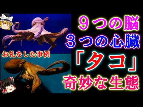 タコについて詳しく解説