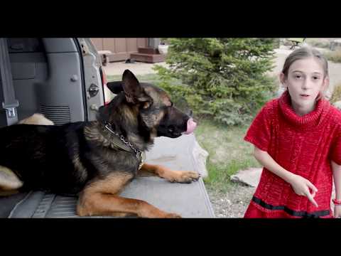 Dogs: Surprising Safety Reasons to Own One