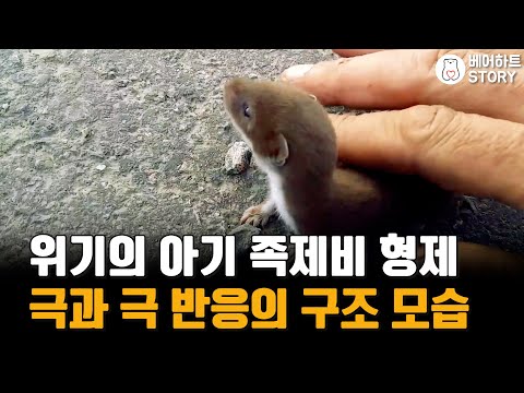 , title : '차도에서 위기에 처한 아기 족제비 형제의 극과 극 구조 반응'