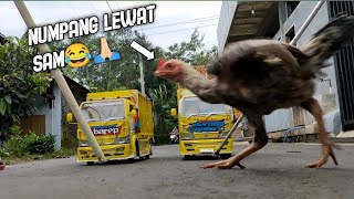 Download lagu AYAM SEMPRULL🤣|| TEST OLENG 2 MINIATUR BARU DIGANGGU AYAM🤦🏻😂 mp3