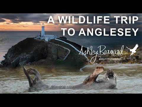 Wild Anglesey: A Photography Journey Through my lens