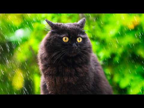 Cats VERY Confused by Rain 😂 No Music, No AI