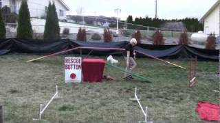 Wait For It...Crazy Talented Chihuahua's!
