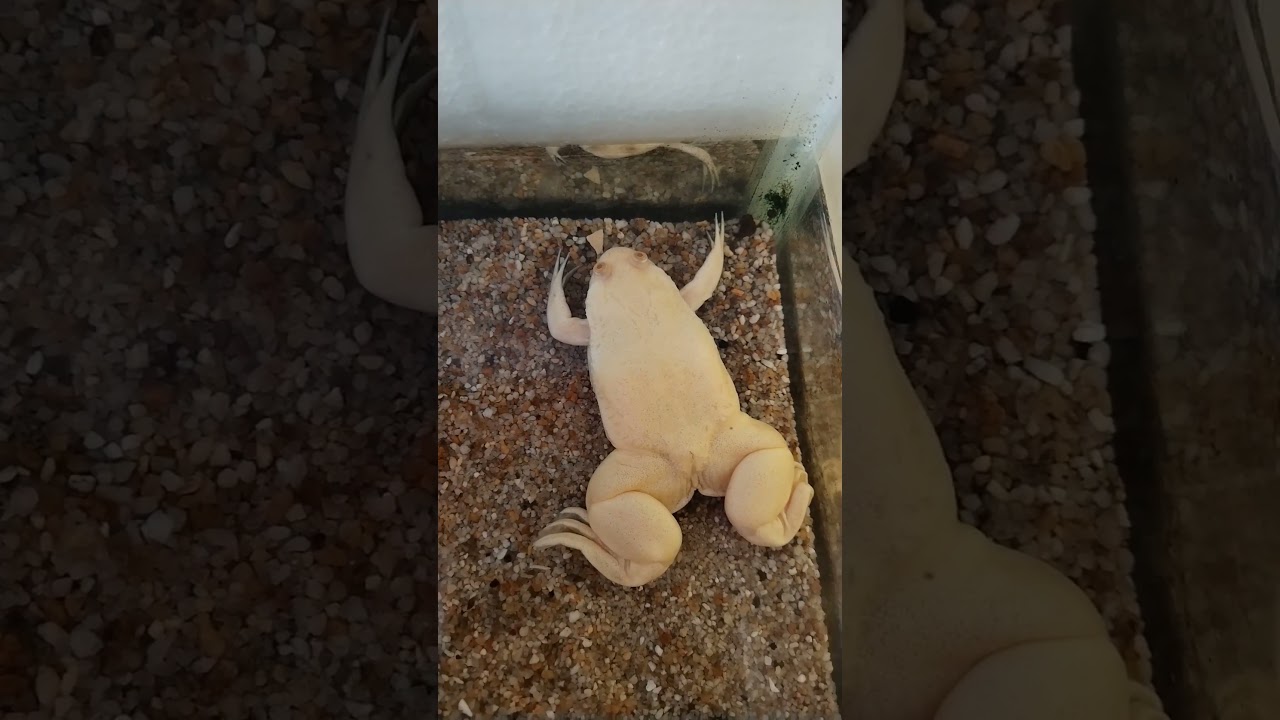 Rana albina #acuariofilia #acuarios #peces #biologos #biologia #peceras