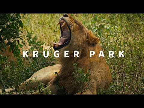KRUGER NATIONAL PARK | 2024 | Cinematic Video | 4K