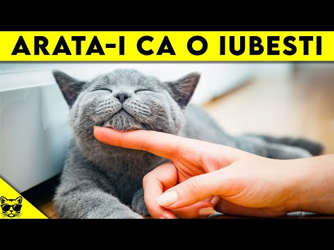 , title : 'Cum Sa Ii Arati Pisicii Tale Ca O Iubesti (7 Metode Simple si Usoare)'