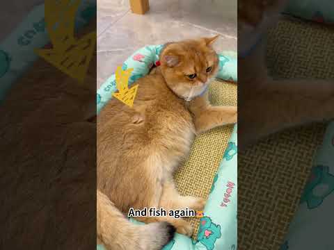 With this Jirpet dryer box we can keep playing... Wait, DON'T EAT #jirpet #petdryer #pets