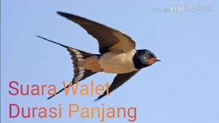 Download lagu Suara Walet Durasi Panjang Suara Walet Durasi Panjang mp3 Download lagu Suara Walet Durasi Panjang Suara Walet Durasi Panjang mp3