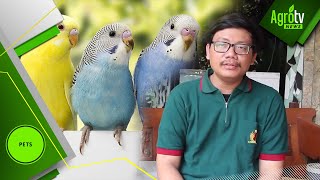 Download lagu Budidaya Parkit mp3