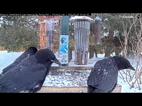 Noisy American Crows Find Breakfast At Ontario Feeders | March 29, 2023