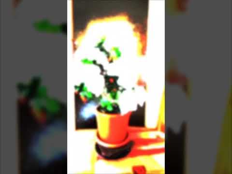 Blühende Azaleen #pflanzen #regal