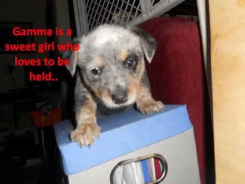 Gamma-HOLD, an adopted Australian Cattle Dog / Blue Heeler in Riverdale, NJ_image-1