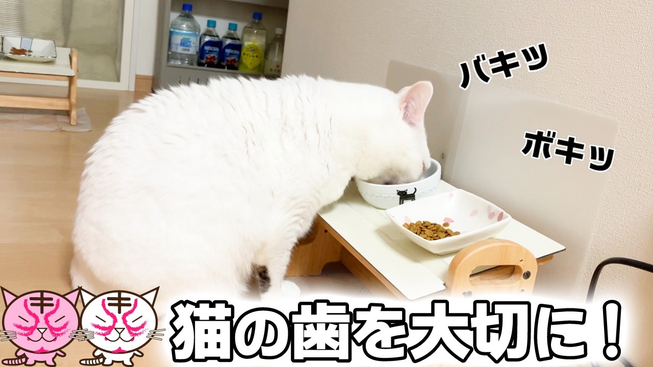 歯周病で抜歯手術をした猫のその後