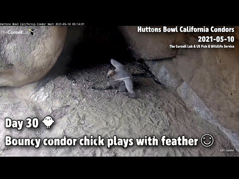Huttons Bowl CA Condors🐦Day 30🐥Bouncy Condor Chick Plays With Feather 2021-05-10