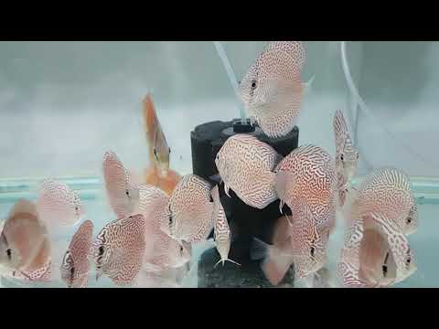 Face Spotting Eruption, Leopards & Red Cover Discus Fish