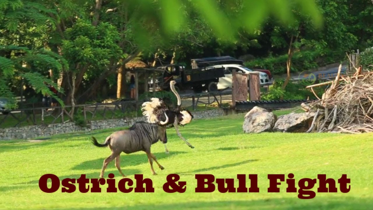 Ostrich vs. Bull – The Funniest Animal Fight Ever!