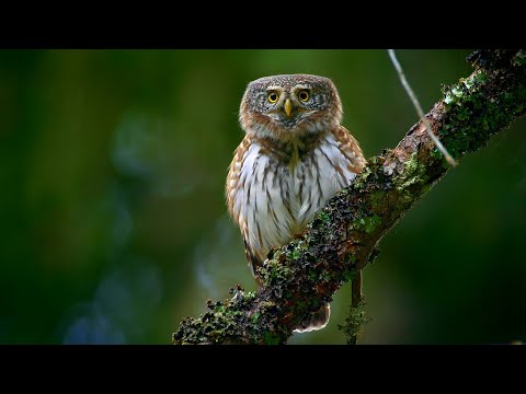 Kuvičok vrabčí (Glaucidium passerinum) — typický spev v stredoeurópskom lese