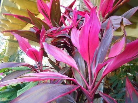 Cordyline Fruticosa// Palmita Roja// planta Ti// Árbol de la buena suerte//