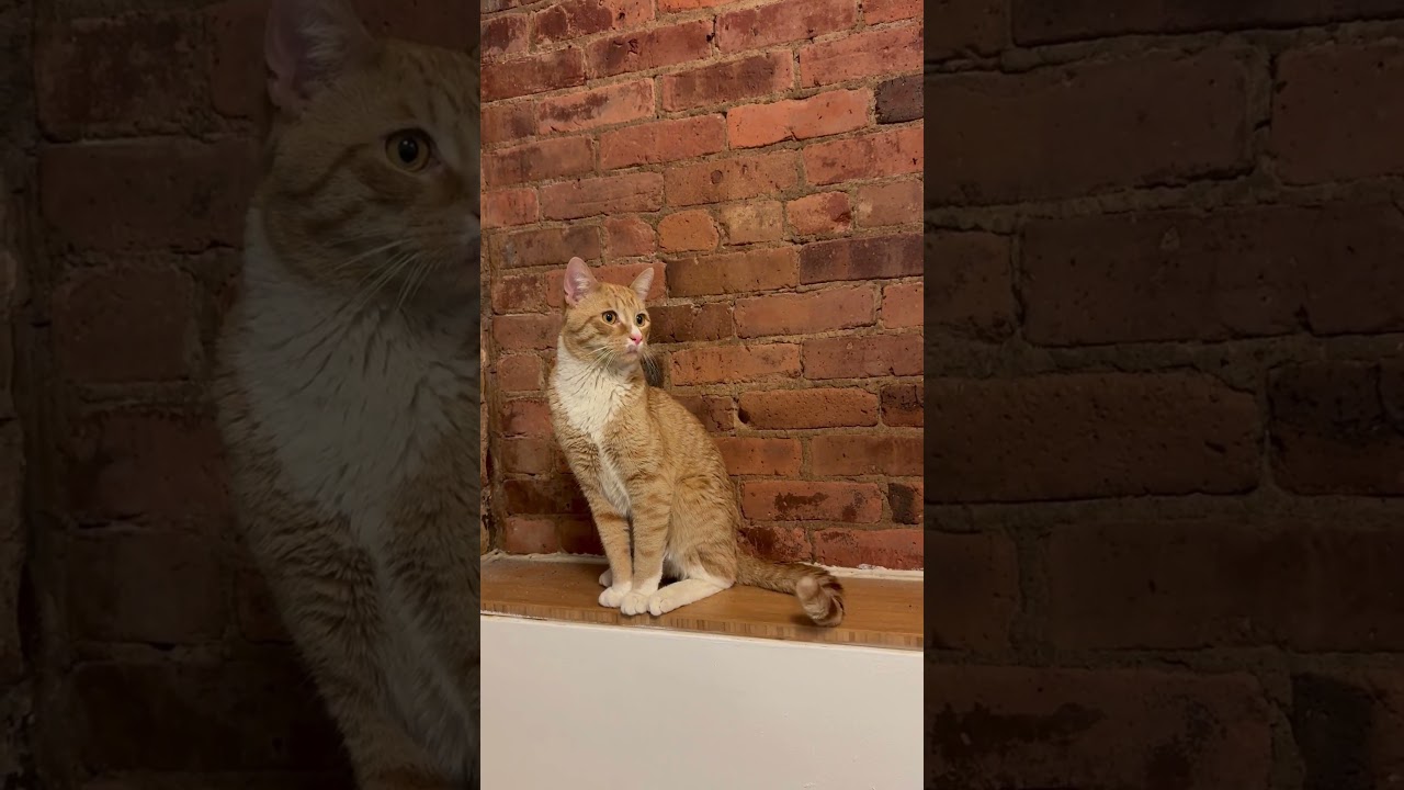 Enlarge Brooklyn Bridge, an adopted mixed breed in Woodstock, NY video 6/6