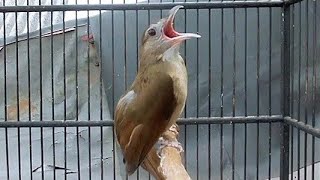 Download lagu  KAPAS TEMBAK GACOR NGEBREN WOW ‼️ MASTERAN HANDAL DAN PANCINGAN  mp3