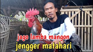 Download lagu jago mangon pasar ayam ketanggungan brebes jawa te... mp3