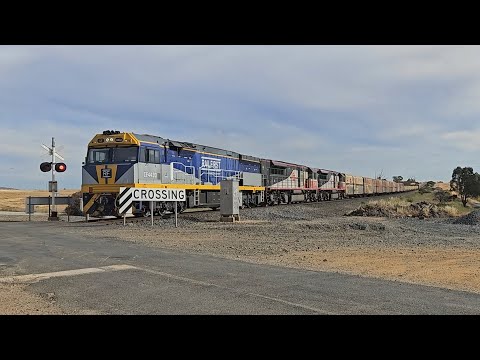 4MA9 SCT Freight (CF4430+SCT001+SCT007), Laverton to Penfield, 1745, 20/11/24, Langi Logan VIC