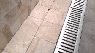 蜥蜴在沙崇300米長廊出現 A Lizard appear on the path to STTSS