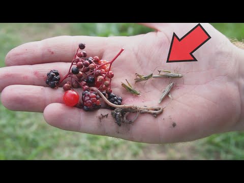 Døbel på bær, græshopper og orme