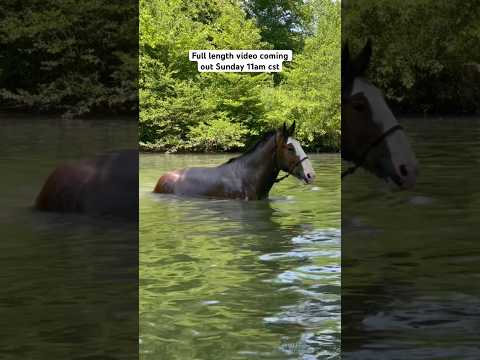 , title : 'Clydesdale Horse Goes SWIMMING! #shorts #oliver #horse #equinelife #clydesdale #rescuehorse'