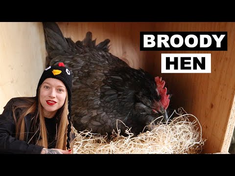 , title : 'How and Why to Break a BROODY HEN'