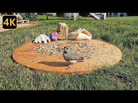 Three Feeders - Very Busy