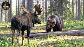 GRIZZLY BEAR | Brutal Battle for Survival in Wild North America | Wildlife Documentary