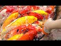 LANGKAH MUDAH BUDIDAYA TERNAK IKAN KOI UNTUK PEMULA