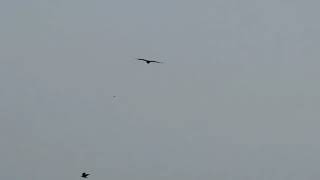 Mark Knopfler, two times, Yon Two Crows