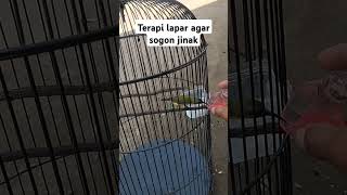 Download lagu terapi lapar sogon #sogon #kicaumania #sogontrotol #kicaumanianusantara #burungkicau #sogonbahan mp3